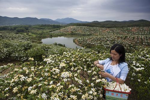 5��24�գ��ο��ڻ�������ֲ���ز�ժ���ӻ���