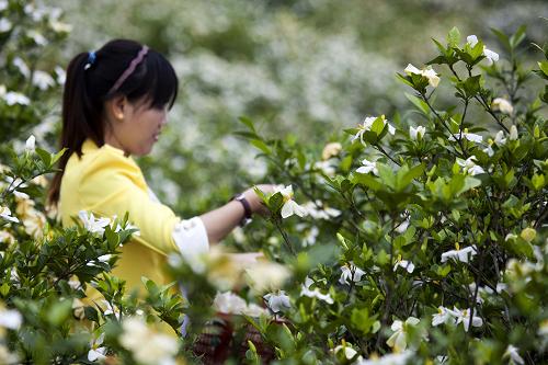 5��24�գ��ο��ڻ�������ֲ���ز�ժ���ӻ���