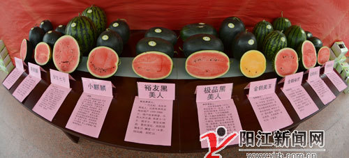 广东阳西县上洋镇西瓜 从“美人”愁嫁到客商抢订