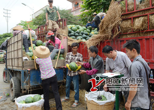 广东阳西县上洋镇西瓜 从“美人”愁嫁到客商抢订2