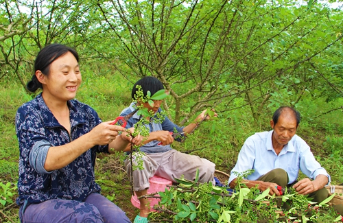 重庆江津区龙华镇:万亩花椒迎丰收 农民增收笑开颜