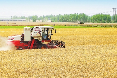 河南:小麦陆续开镰