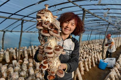 河北:小蘑菇 大经济