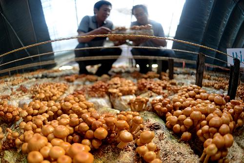 5月25日,平泉县食用菌研究会技术员在查看新品种滑子菇的长势。