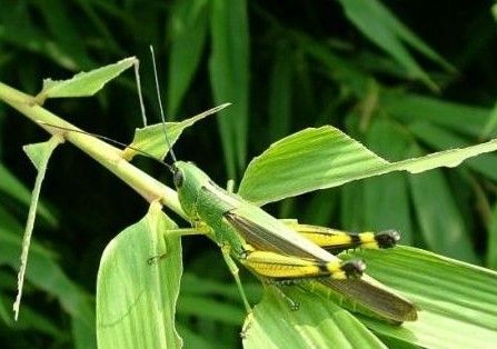 ��������ؿ�չë��Ƽ���ȷ�������