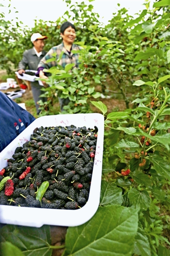 江苏泰州市:桑葚采摘正当时