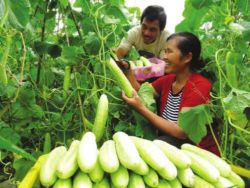 ���������ؽ�ʯ��ɻ���ũ����ֲ�߲��¸�