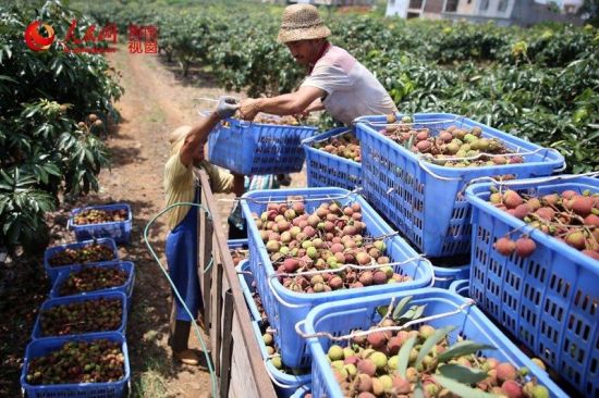 ���Ϻ�����֦��������ȫ�� ũ���ժæ