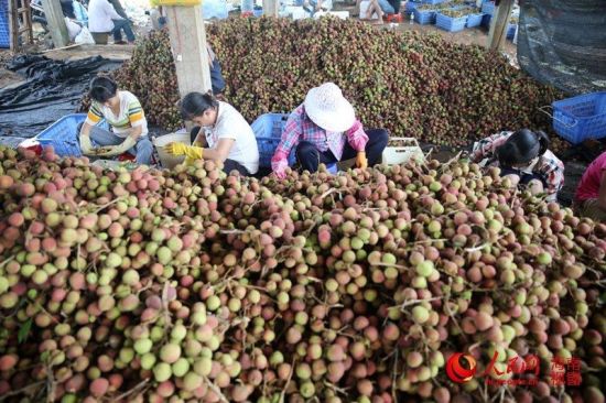 ����ժ�µ���֦