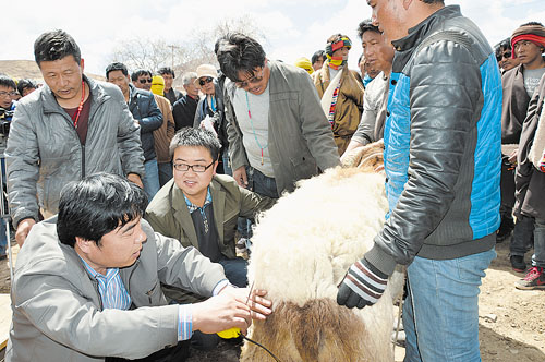 甘肃玛曲:欧拉羊展示评比大赛