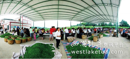 贵州遵义:政策扶持全力打造“中国茶叶第一大市”