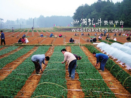 湄潭实施的有机茶种苗基地建设。