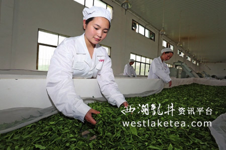 凤冈茶叶企业生产车间。