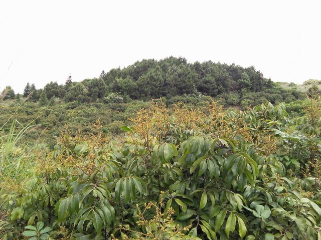 ����������������ʯ�������۳���ϲ��