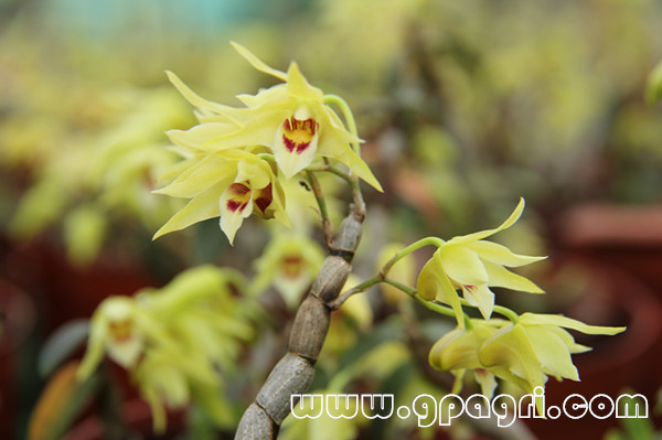 ������ƽǰ��ʯ����������