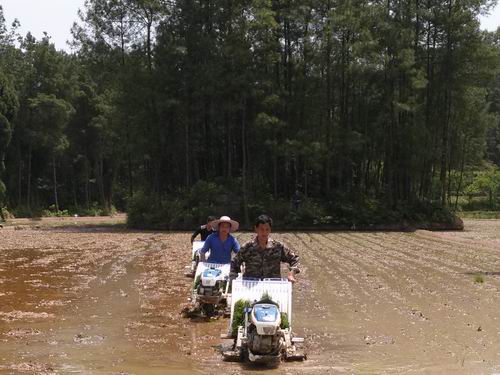 重庆武隆县水稻移栽掀起高潮