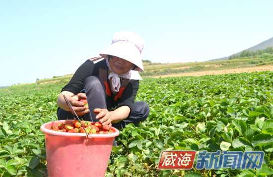 ɽ���ĵ�¶���ݮ������ ������ �չ��۸�3��ͬ�����