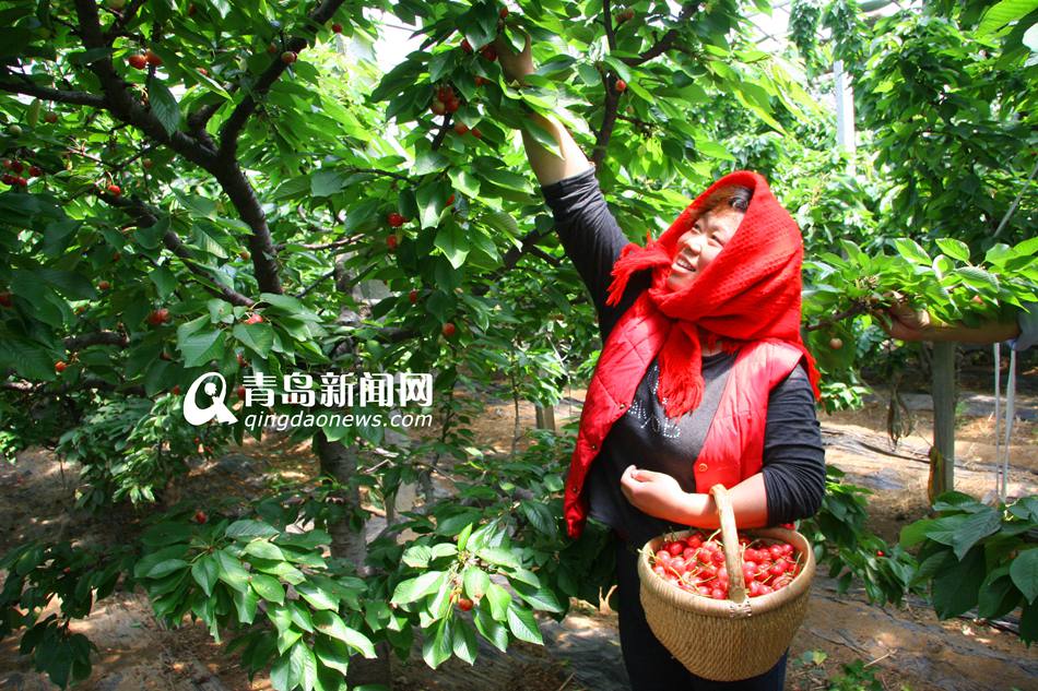 ɽ���ൺ��ɽ��Ķ��ӣ����� ����ɫ��ζ��