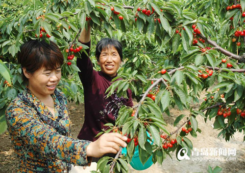 ɽ���ൺ��ɽ��Ķ��ӣ����� ����ɫ��ζ��2