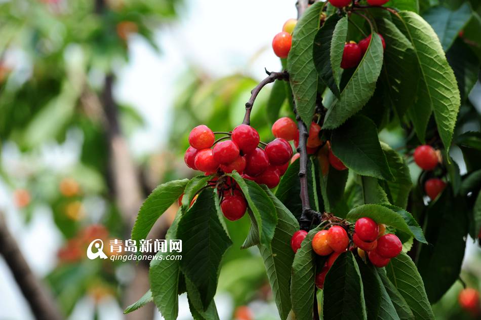 ɽ���ൺ��ɽ��Ķ��ӣ����� ����ɫ��ζ��4