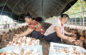 天津市农作物秸秆综合利用情况调查