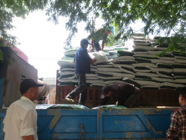 浙江台州路桥区示范推广水稻机插基质育秧