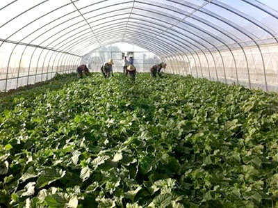 山西定襄县南王乡赵村百亩甜瓜即将上市