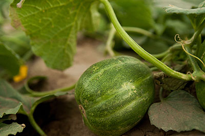 山西定襄县南王乡赵村百亩甜瓜即将上市