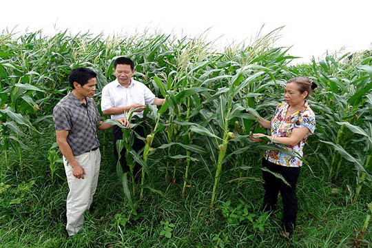 ���������������߱�׼�������׸߲�����ʾ��Ƭ