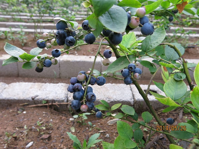 ��������ݮ�ٽ�������ɽ����ɫˮ����չ