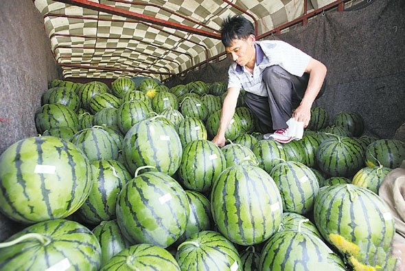 河北衡水阜城4万亩“漫河牌”西瓜有“身份”啦!