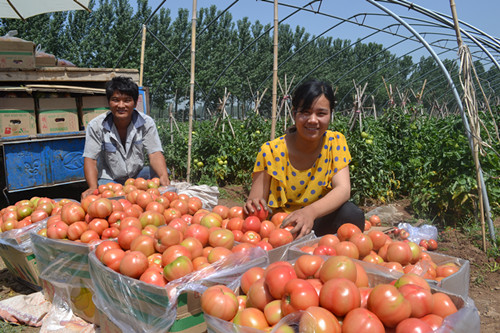 安徽亳州市谯城区张店乡邹楼村农民种植西红柿致富