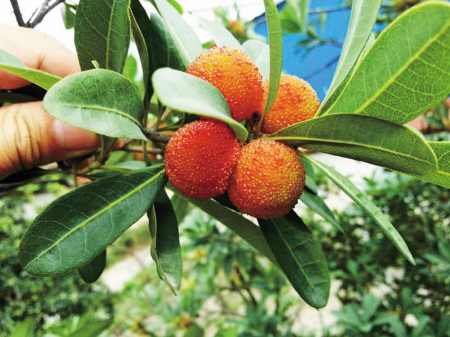 �㽭�������ز���÷6��10����������