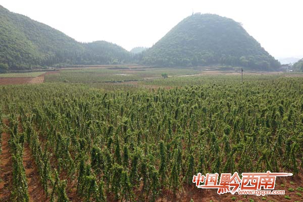 ɳչɽҩֲҵ ɻ2000Ķ