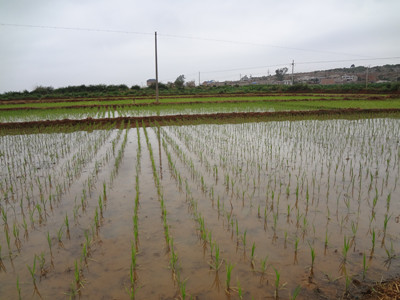 云南砚山县:稼依镇水稻高产创建移栽忙