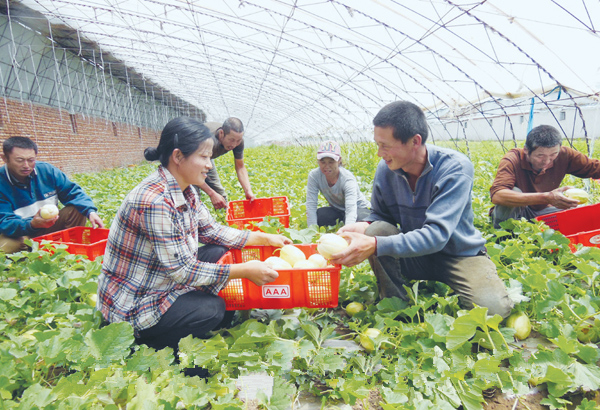黑龙江齐齐哈尔:地产暖棚香瓜提前开园上市