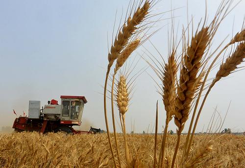 ºÓÄÏСÂóÒÑÊÕ»ñÈý·ÖÖ®Ò»