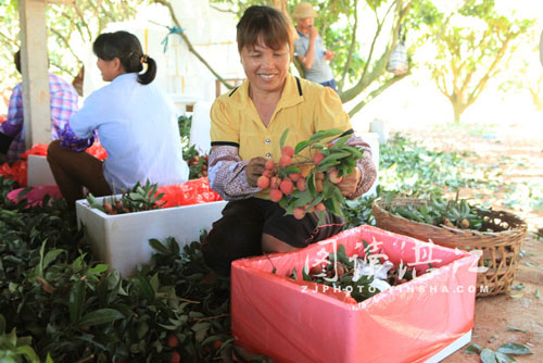 广东徐闻荔枝早上市 卖出好价钱