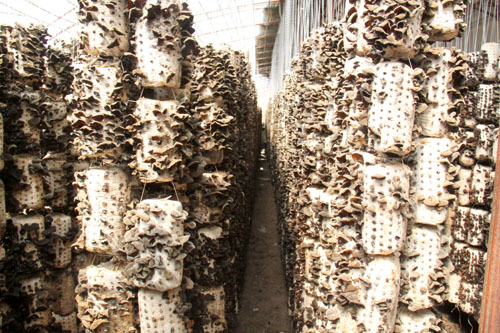 ɹšһ䱦ױдľհס3