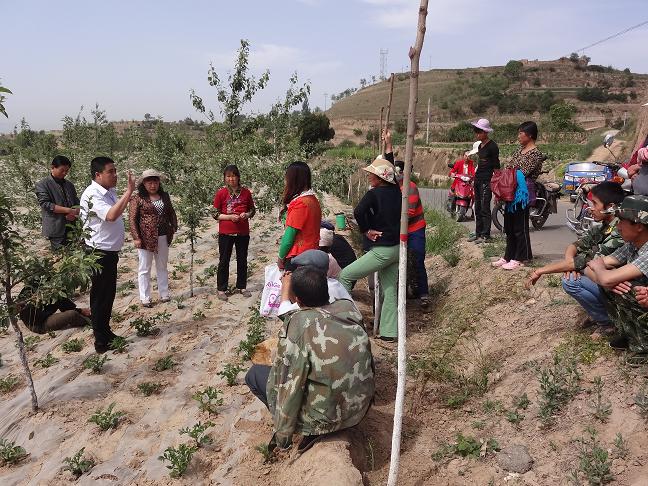 甘肃甘谷县:积极开展马铃薯病虫害防治 打造示范点建设新亮点