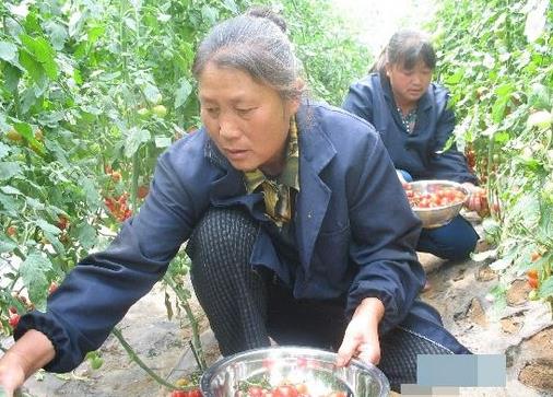 安徽明光市:建设蔬菜基地 促进农民增收