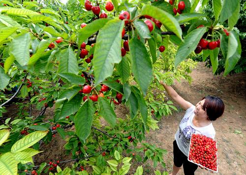 6��4�գ��ο��ںӱ�ʡ����������ׯ������Ӫ���ժӣ�ҡ�