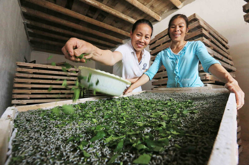 广西融安县:小蚕“育儿所”拓宽致富路