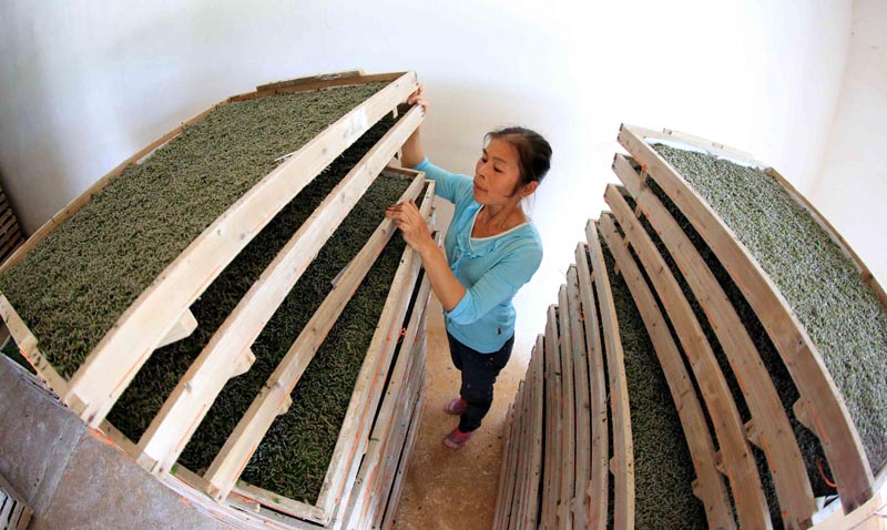 5月28日,在融安县浮石镇隘口村“小蚕共育室”,一名蚕农在观察小蚕生长情况。