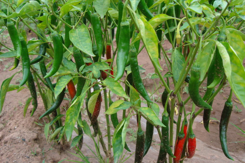 云南玉溪市新平县戛洒江边沙滩蔬菜长势喜人