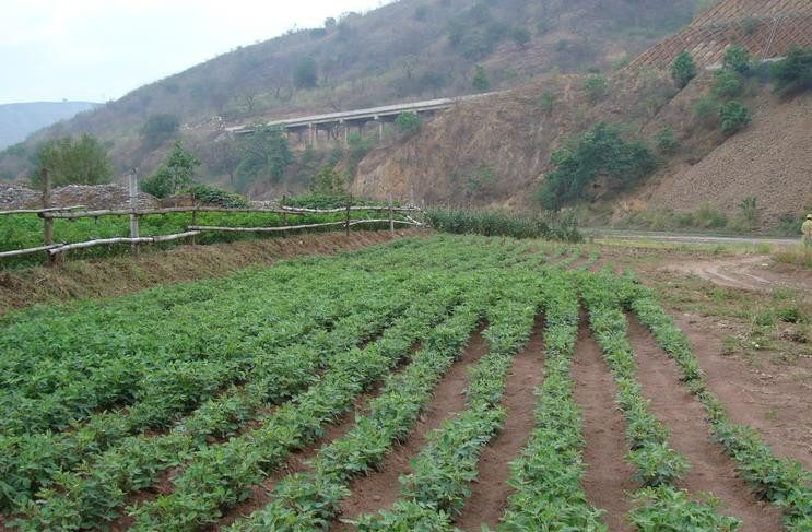 云南玉溪市新平县戛洒江边沙滩蔬菜长势喜人2