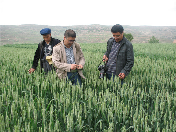 国家小麦产业体系甘肃省农科院小麦研究所综合试验站站长鲁清林来张家川县检查指导冬小