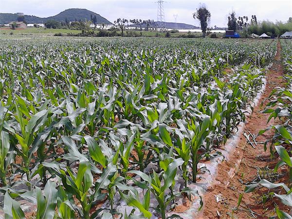 云南砚山县国家现代农业示范区综合示范园玉米新品种展示长势喜人