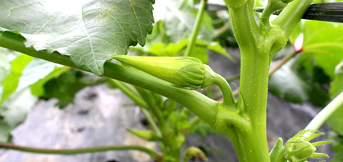 上海嘉定合作社试种黄秋葵成功