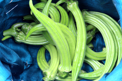 上海嘉定合作社试种黄秋葵成功2